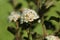 Ninebark or Physocarpus opulifolius shrub bloosom in garden. Dwarf shrub with deep red foliage for landscape gardening