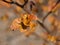 Ninebark Or Physocarpus Opulifolius In Spring