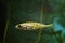 Ninespine stickleback, Pungitius pungitius, funny but hard to keep in aquarium freshwater wild fish swims in dense vegetation