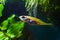 Ninespine stickleback, Pungitius pungitius, little and tender freshwater wild fish swims in biotope aquarium with potamogeton