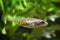 Ninespine stickleback, Pungitius pungitius, tiny freshwater ornamental fish in crystal clear water of European nature biotope