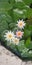Ninfea pond koipond flower