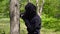Ninja training in nature. Japanese ninja fulfills blows on a tree.
