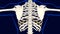 Ninth bone of Rib cage Anatomy for medical concept 3D