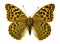 Niobe Fritillary butterfly