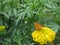 Niobe Fritillary butterfly  argyinnis niobe or Fabriciana  on yellow carnation flower