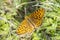 Niobe fritillary, Fabriciana niobe, butterfly resting in a meadow