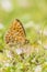 Niobe fritillary, Fabriciana niobe, butterfly resting in a meadow