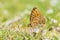 Niobe fritillary, Fabriciana niobe, butterfly resting in a meadow