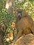 Niokolo Koba national Park, Senegal.