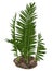 Nipa burtinii prehistoric plant - 3D render