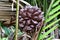 Nipa palm(atap) is ready to harvest