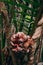 Nipa palm or Nypa palmseeds in Thailand lush tropical magrove forest