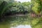 Nipa palms along a lake in Bangkok