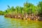 Nipa palms on low tide, Kangy river, Myanmar