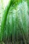 Nipah palm tree or leaf