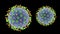 Nipah virus, a newly emerging bat-borne virus