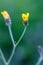 Nipplewort