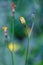 Nipplewort