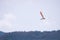 Nipponia nippon or Japanese Crested Ibis or Toki, once extinct animal from Japan, flying on blue s