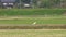 Nipponia nippon or Japanese Crested Ibis or Toki, once extinct animal from Japan, on rice field in