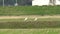 Nipponia nippon or Japanese Crested Ibis or Toki, once extinct animal from Japan, on rice field in