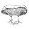 Niscalo mushroom in forest wildlife. Vintage monochrome hatching illustration