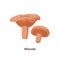 Niscalo mushrooms isolated on white background, vector illustration in flat design.