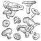 Niscalo mushrooms set. Vector illustration of mushrooms on white background.