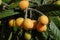 Nispero fruits on tree, detail
