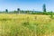 Nisqually Wetlands Grass