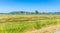 Nisqually Wetlands Grass 2