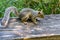 Nisqually Wetlands Squirrel 2