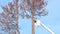 NISSWA, MN - 7 DEC 2021: Man cuts off top of a dead pine tree with a chainsaw.