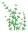 Nitella seaweed. Green algae. Aquatic flora symbol