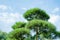 Nivaki or Garden Bonsai. Landscape with pine tree in garden at summer day. Atmospheric botanical pattern with beautiful branch