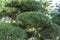 Nivaki or Garden Bonsai. Landscape with pine tree in garden at summer day. Atmospheric botanical pattern with beautiful branch