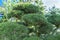 Nivaki or Garden Bonsai. Landscape with pine tree in garden at summer day. Atmospheric botanical pattern with beautiful branch