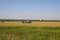 Nizhny Novgorod Region, Russia - July 8, 2020: Blue Kamaz truck with a trailer carrying rolls of hay across the mowed field,