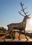 Nizhny Novgorod, Russia-May 5, 2018: Metalic sculpture, Deer, symbol of Nizhny Novgorod. Sculpture was presented to city by Honora
