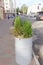 Nizhny Novgorod, Russia. - September 26.2017. The original flowerbed is a painted barrel with juniper bushes at the entrance to th