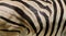 No animal in the world has a coat as distinctive as that of the zebra.