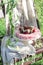 No bake cottage cheese cake with cherries on top in a summer garden