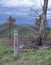 No fires sign at edge of a burned forest.