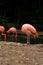 No head or neck, colorful feathered alive body of a flamingo standing on 2 legs next to a pond, 2 flamingos in background, unusual