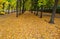 no people Pathway alley covered Foliage trees autumn park many leaves on ground