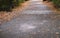 no people Pathway alley covered by Foliage trees in early autumn park