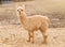 No sheared lama guanaco - llama glama