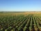 No-tillage soybean and corn