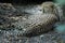 Noble adult resting cheetah at dry land bushy background